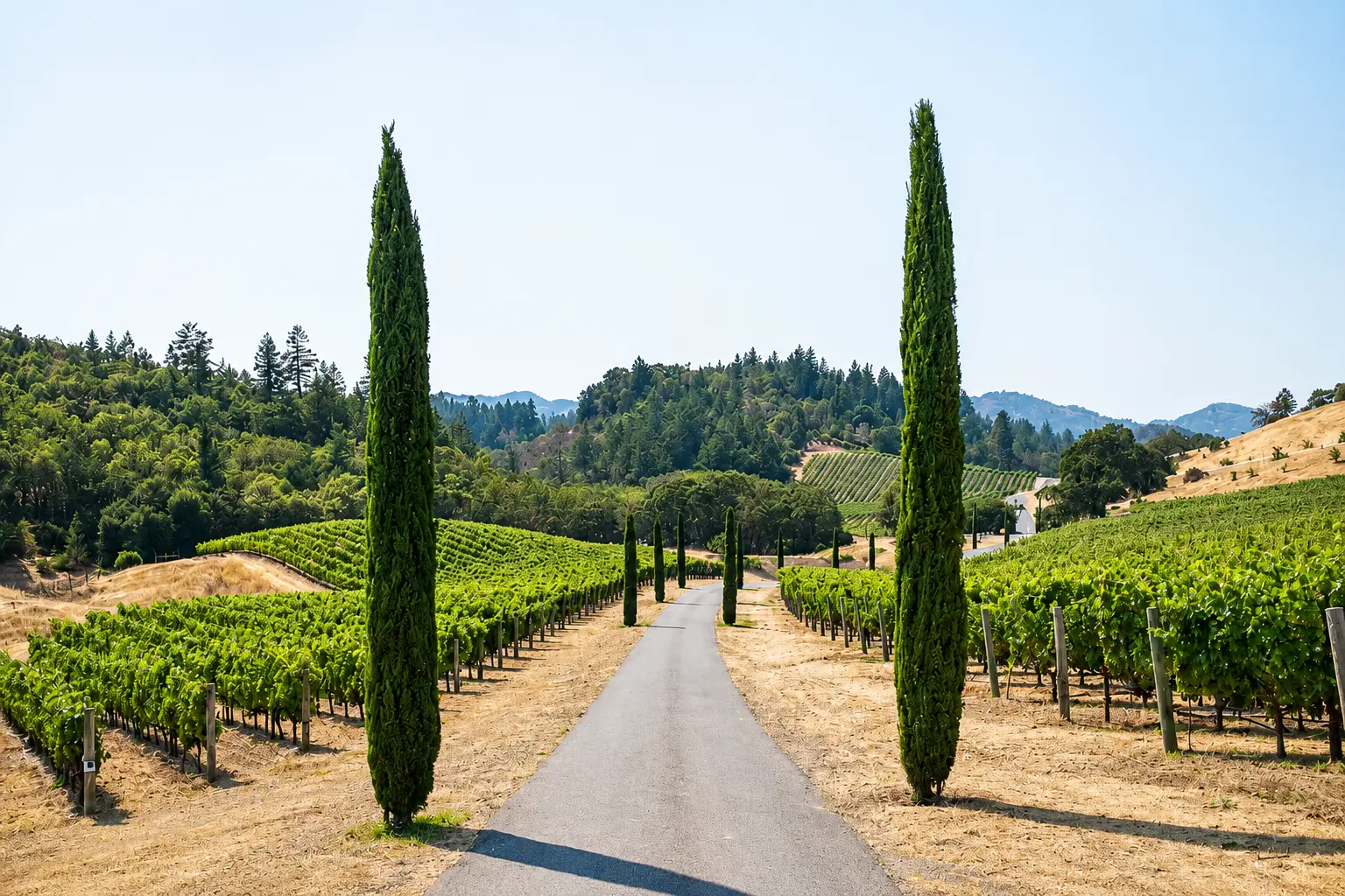 Cypress-lined road through rolling vineyards in Healdsburg wine country